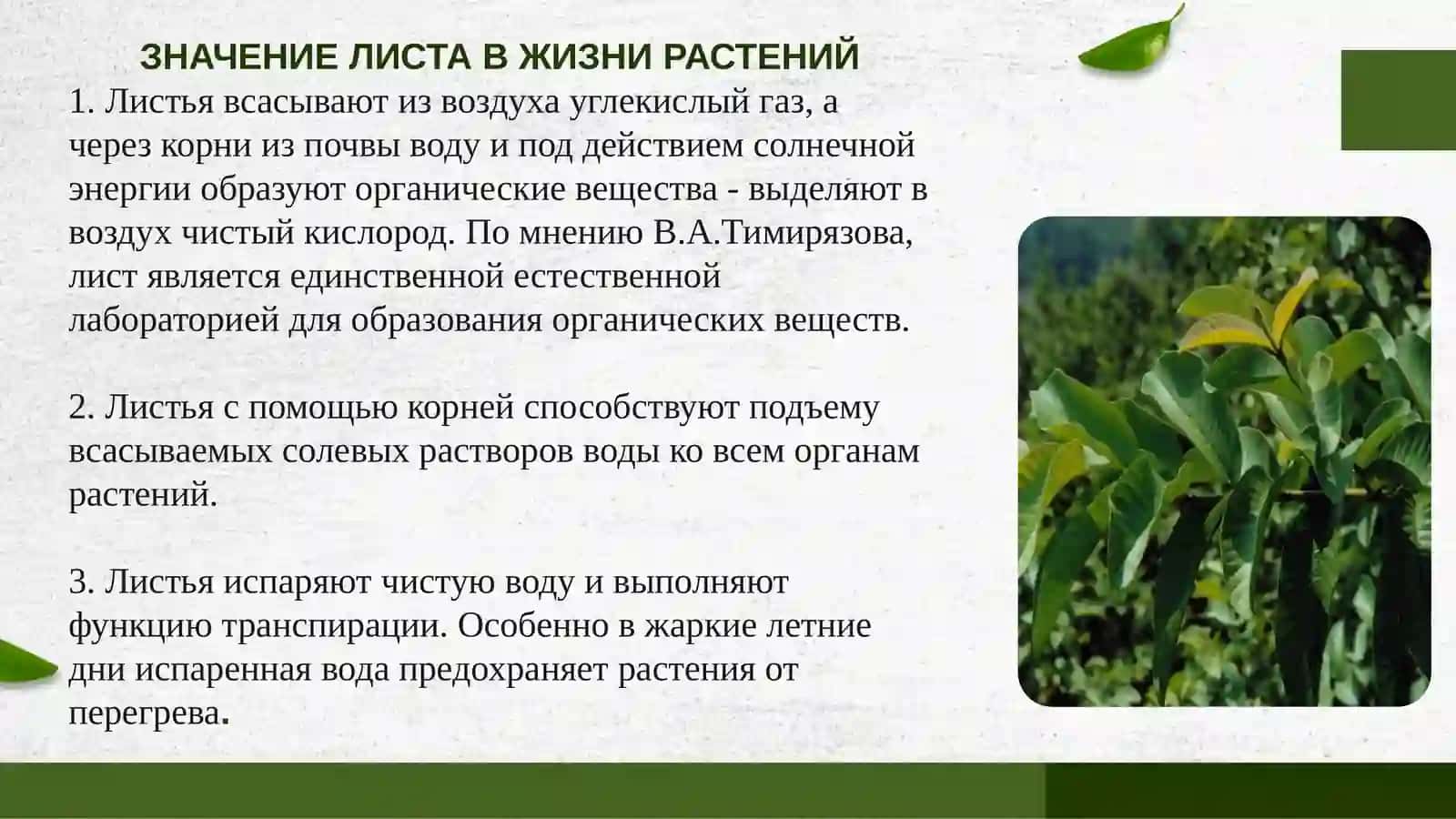 Морфология листа. Анатомическое строение листа. Деформированные листья 4