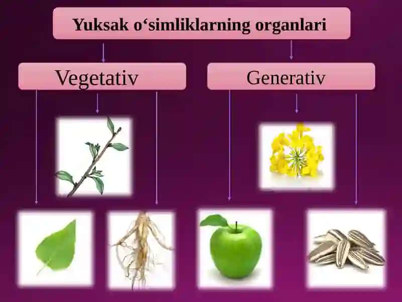 O`simliklar filogenezi. O`simliklarning vegetativ organlari filogenezi 4