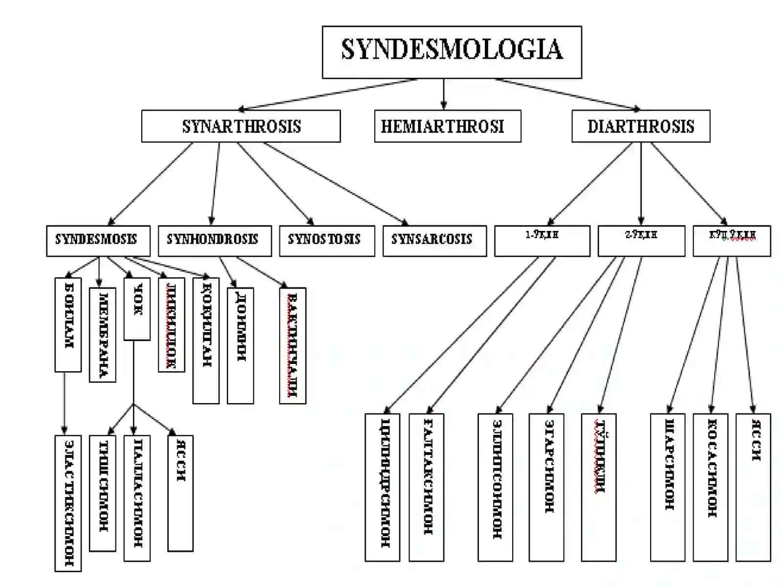 МАЪРУЗА №6SYNDESMOLOGIYA 4