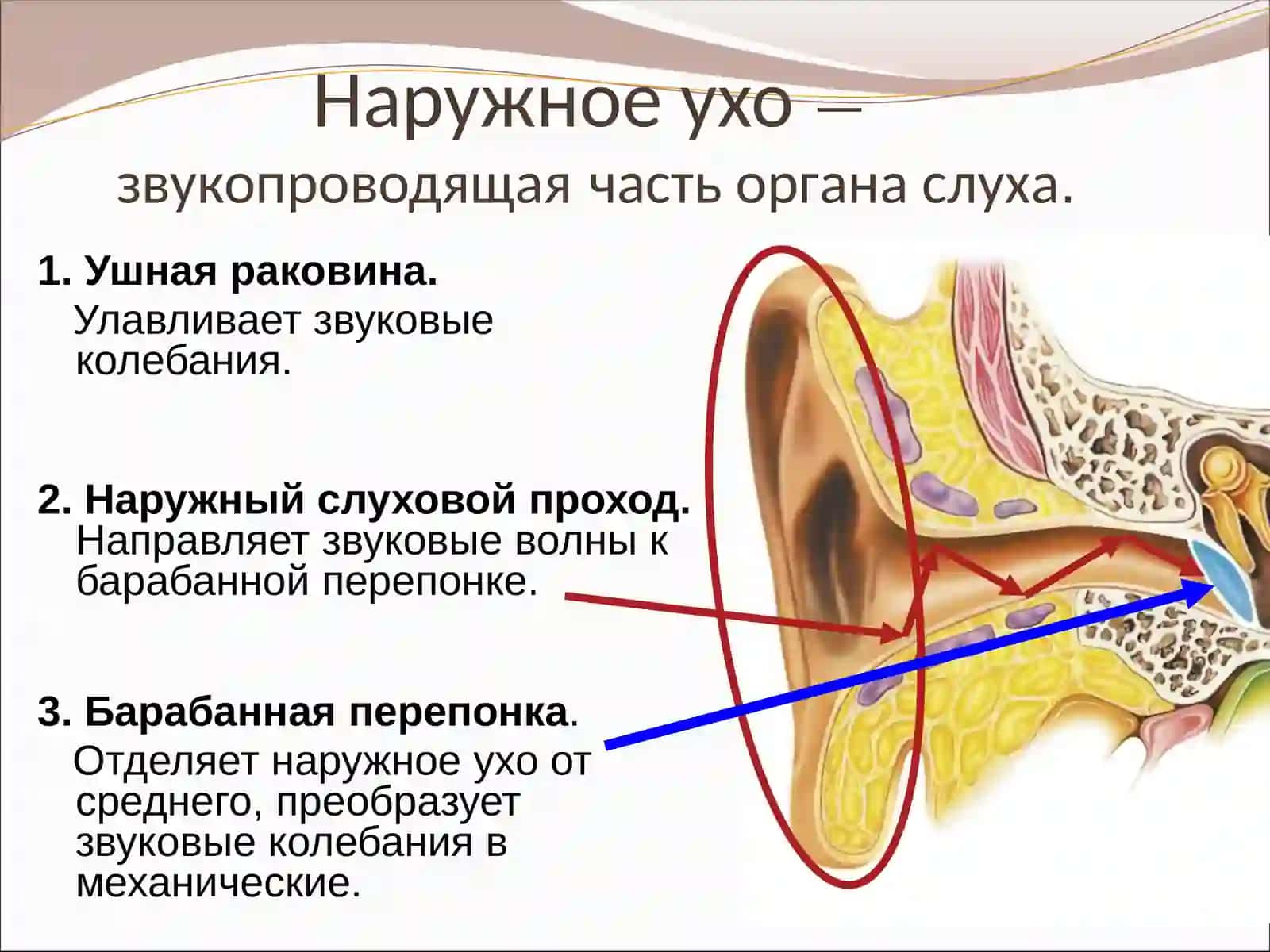 Орган слуха и равновесия 4