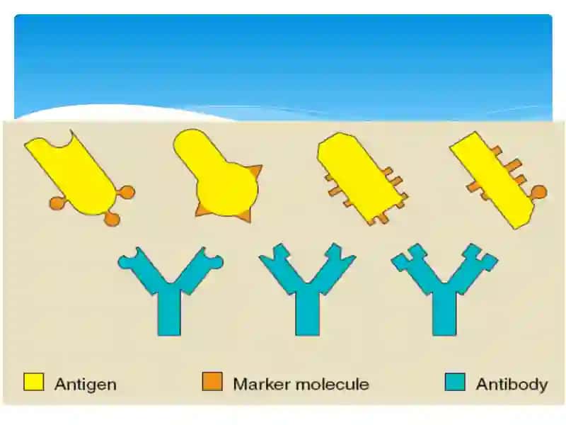 Antigen va antitela 4