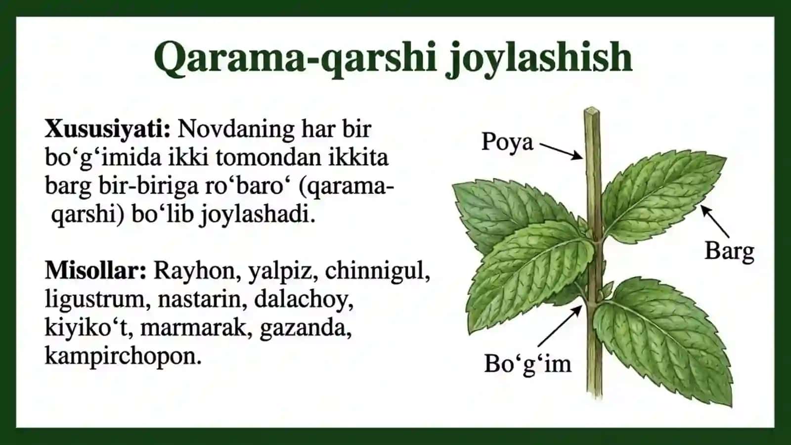 Novdada barglarning joylashishi 4