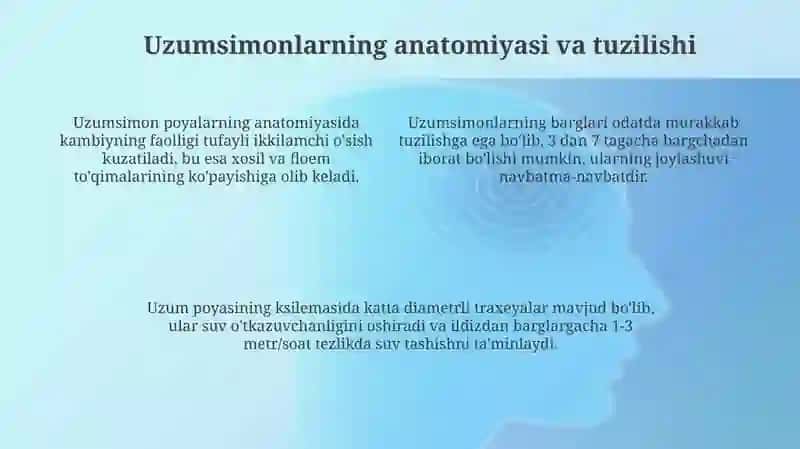 Uzumlar 4