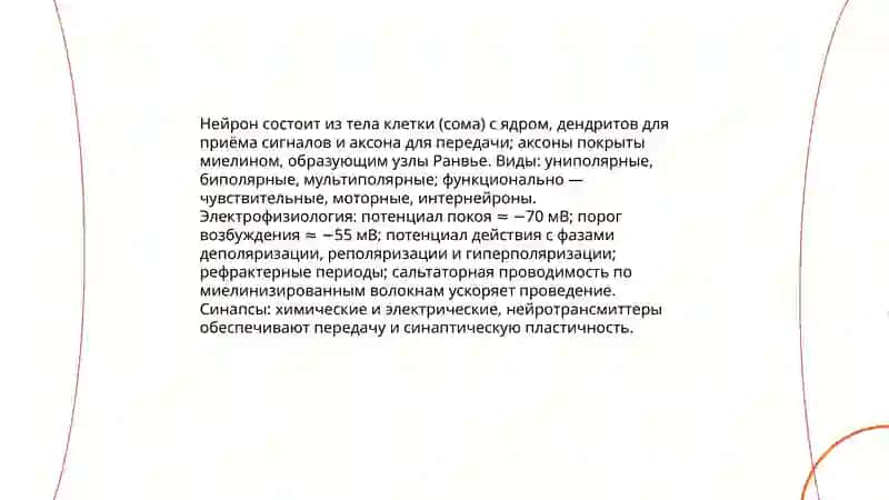 Нервная система и психические процессы человека 4