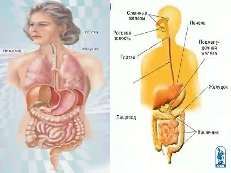 Презентация на тему: Пищеварение 4