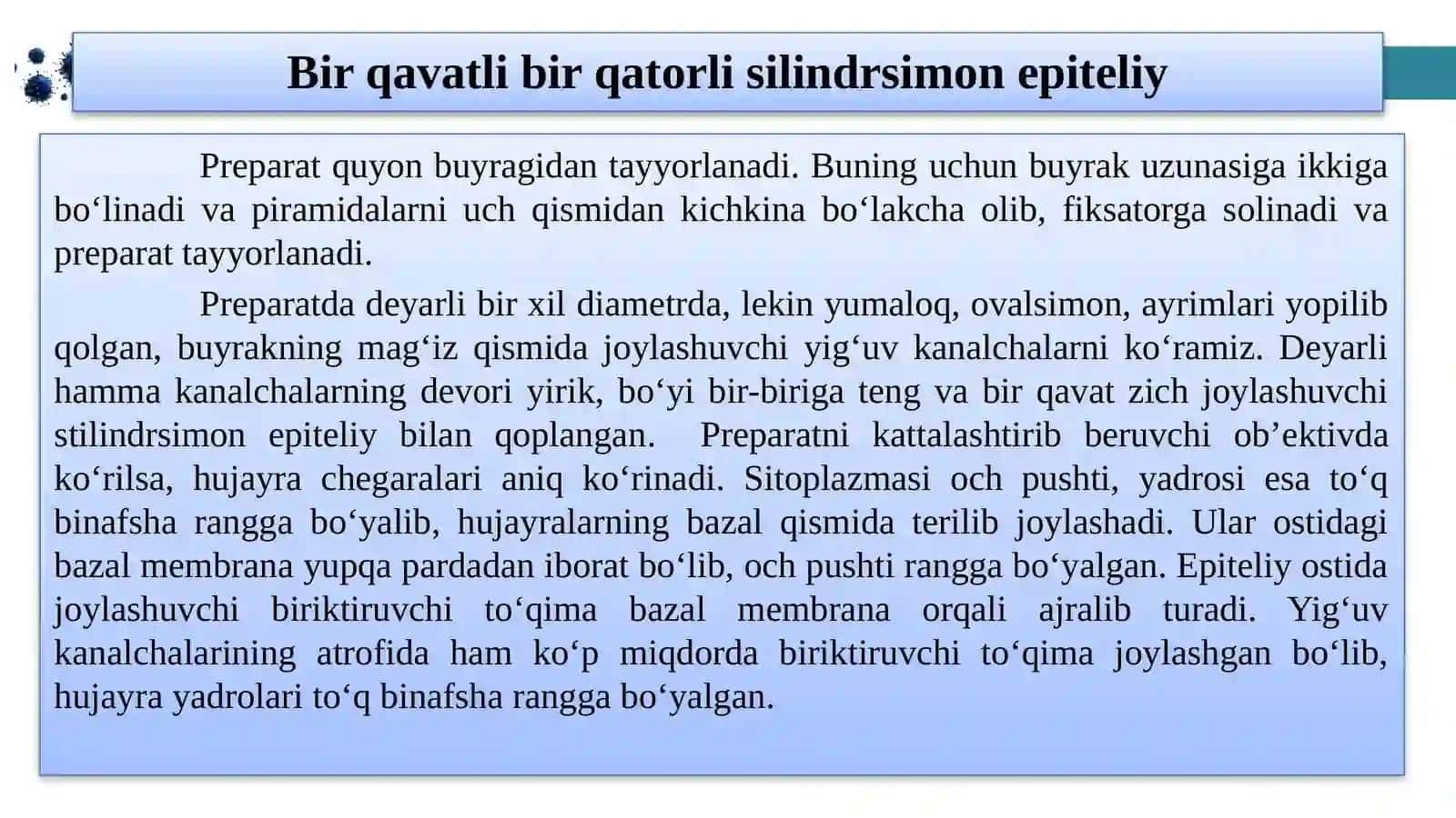 Bir qavatli epiteliy 4