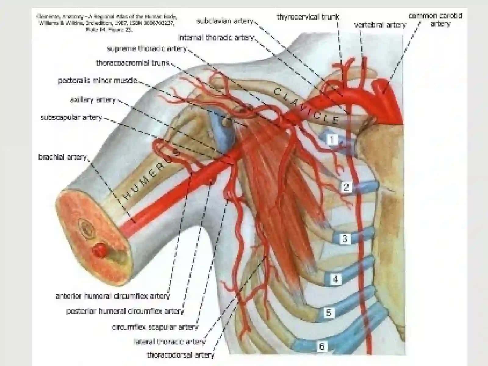qoʻl arteriyalari normal anatomiyasi 4