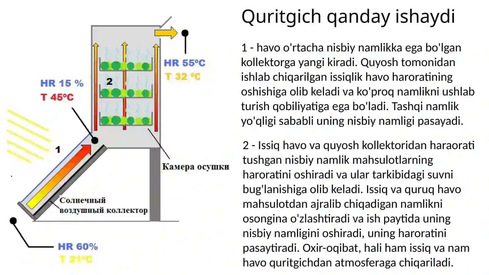 Quyosh quritkichlari bilan tanishish 4