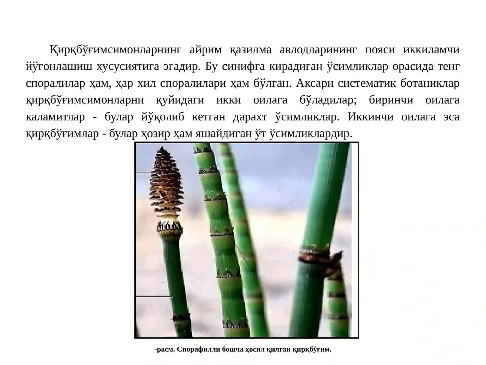 EQUISETACEAE (Қирқбўғимдошлар) оиласи доривор ўсимликлари 4