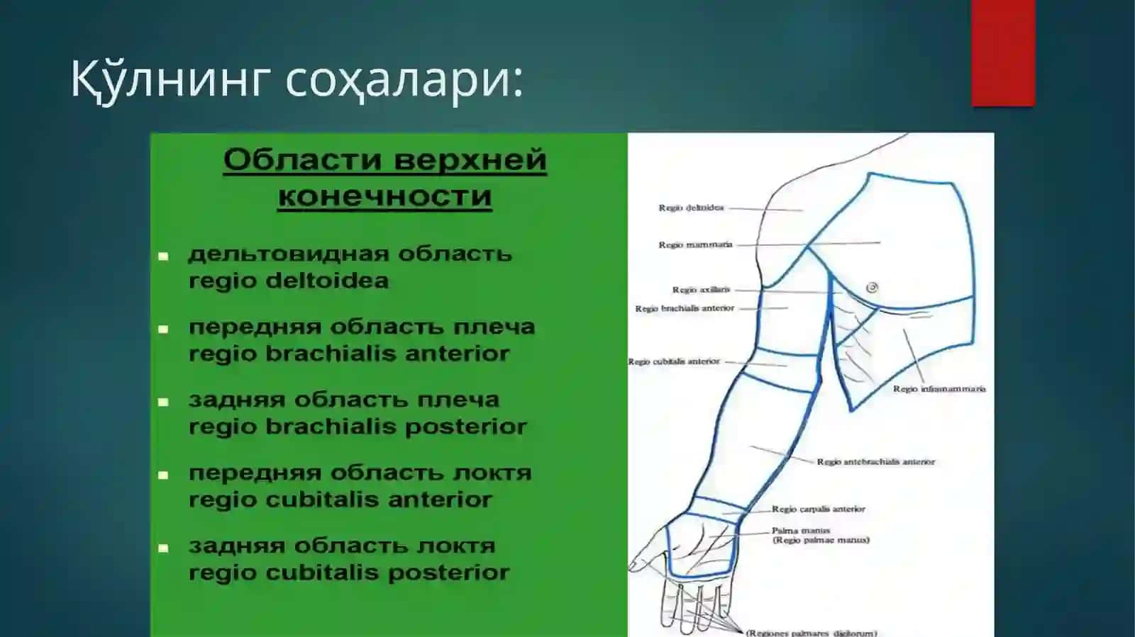 Умумий хирургия, топографик анатомия ва оператив хирургия 4