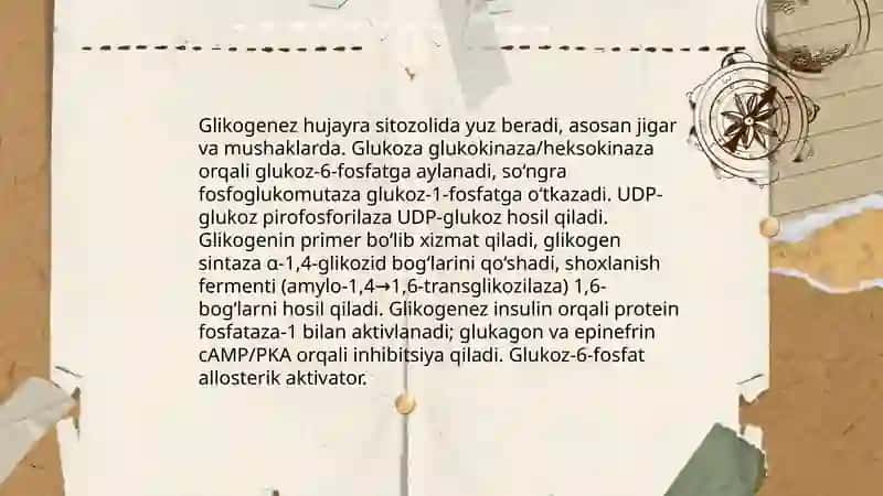 Glikogen metobalizmi 4