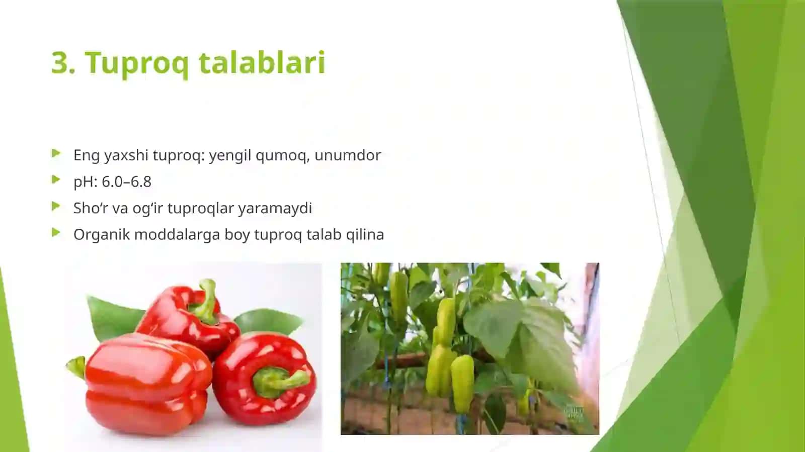 Bulg`or qalampir yetishtirish texnologiyasi 4