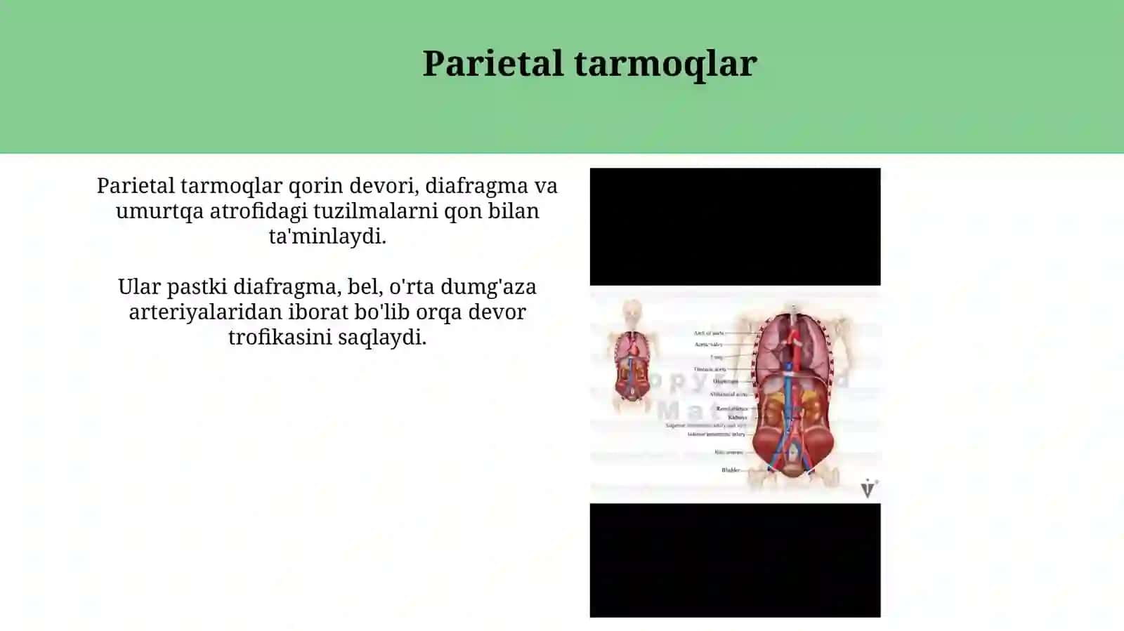 Qorinaortasining tarmoqlari 4