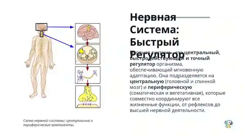 Роль нервной и эндокринной систем в формировании реактивности и резистентности 4