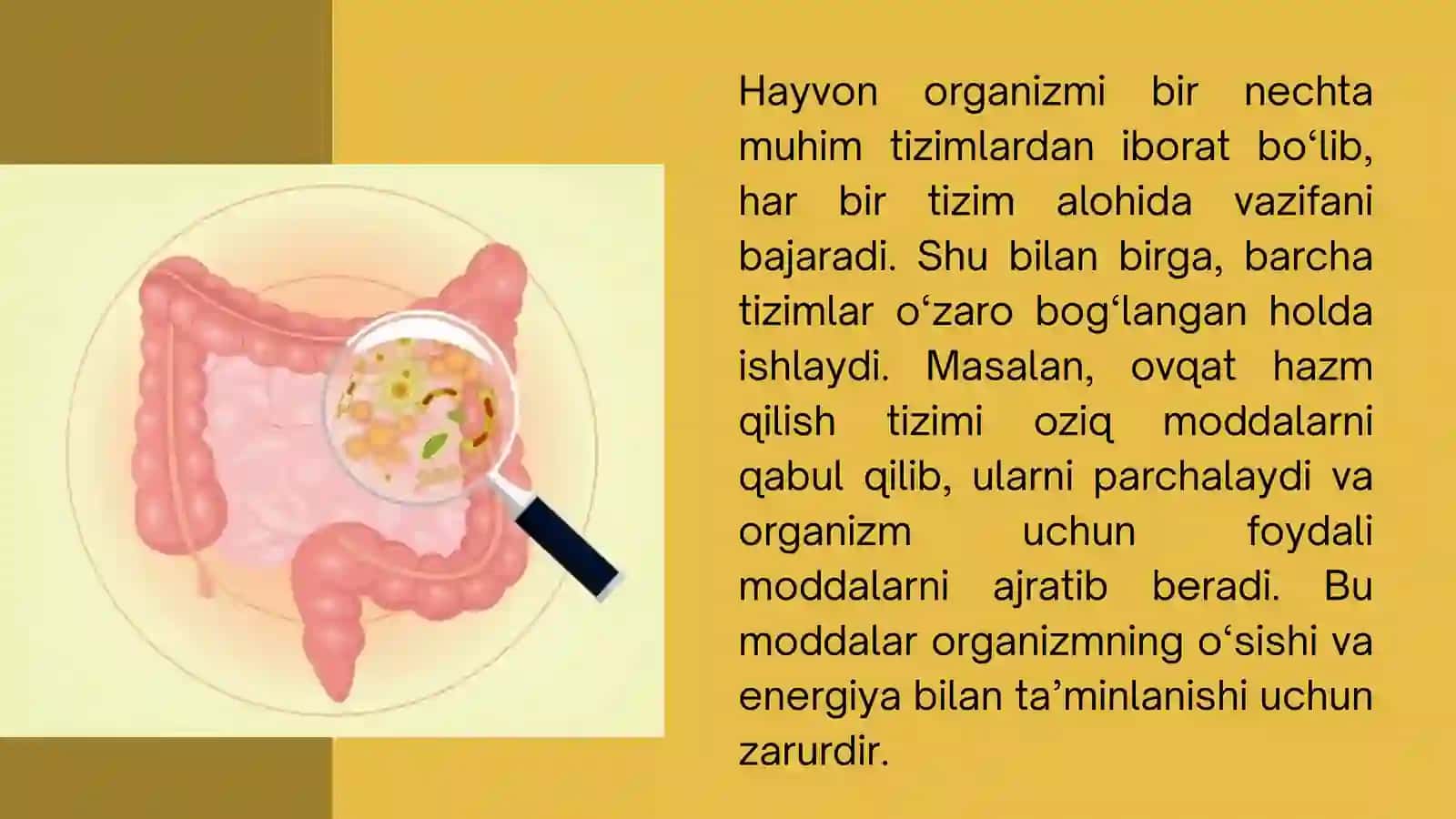 FIZIOLOGIYA TIRIK ORGANIZMDA BORADIGAN JARAYONLARNI O'RGANUVCHI FAN. HAYVONLAR FIZIOLOGIYASI 4