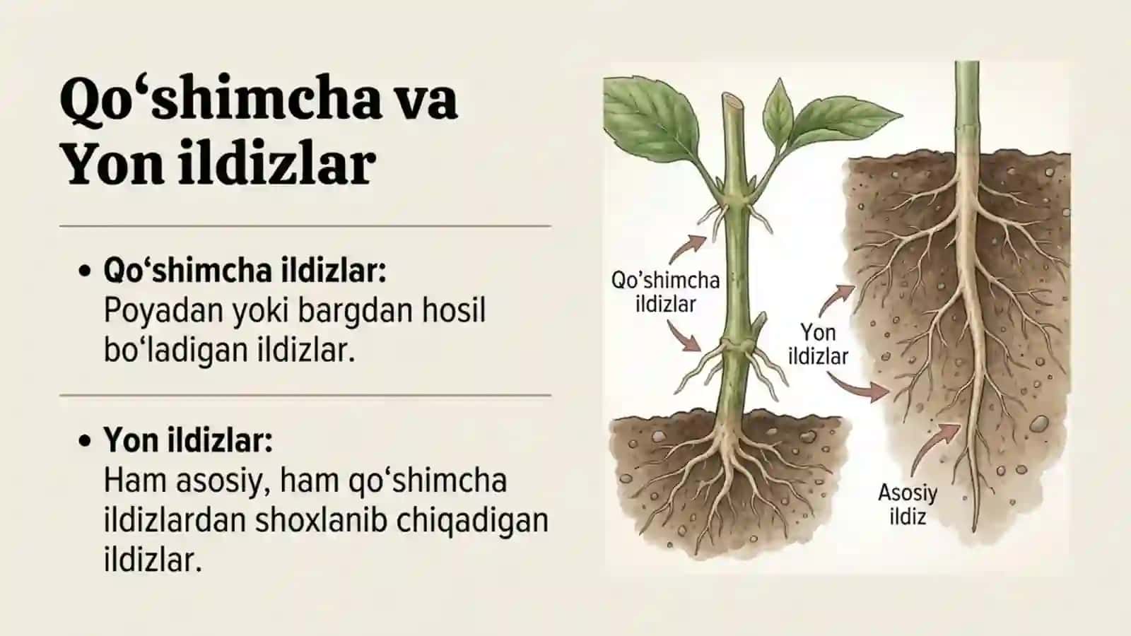 Ildiz turlari va tizimlari 4
