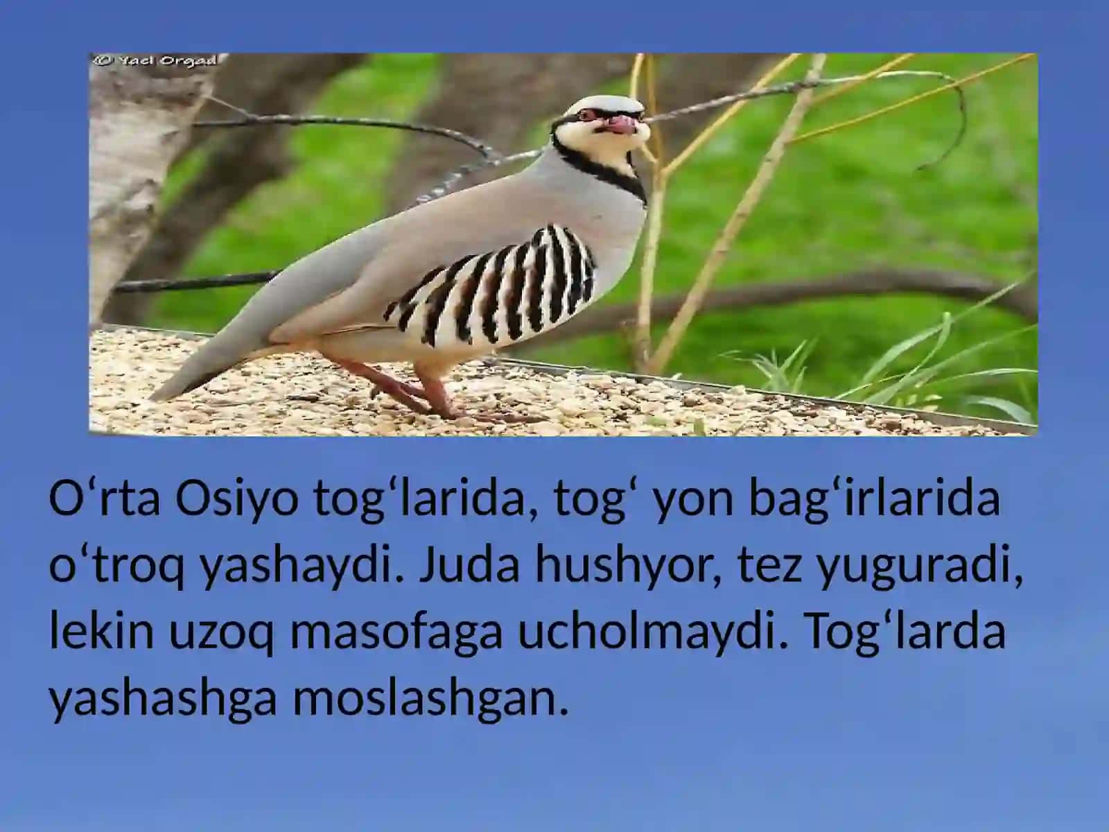 Kakliklar oilasi "ALECTORES chukar" 4