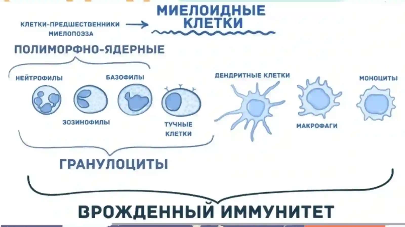 Immunoglobulinlar 4