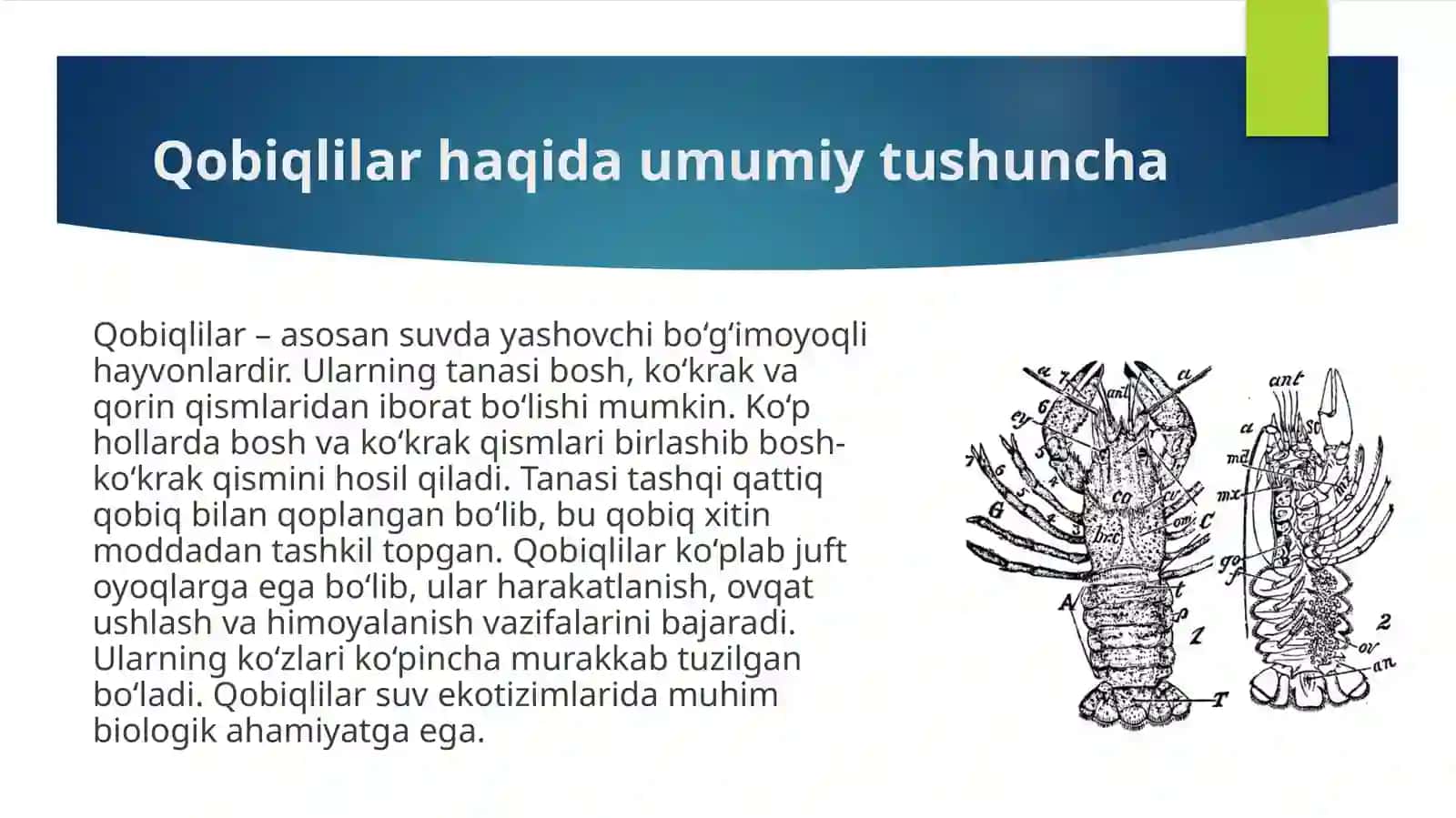 Qobiqlilar kenja tipi. 4