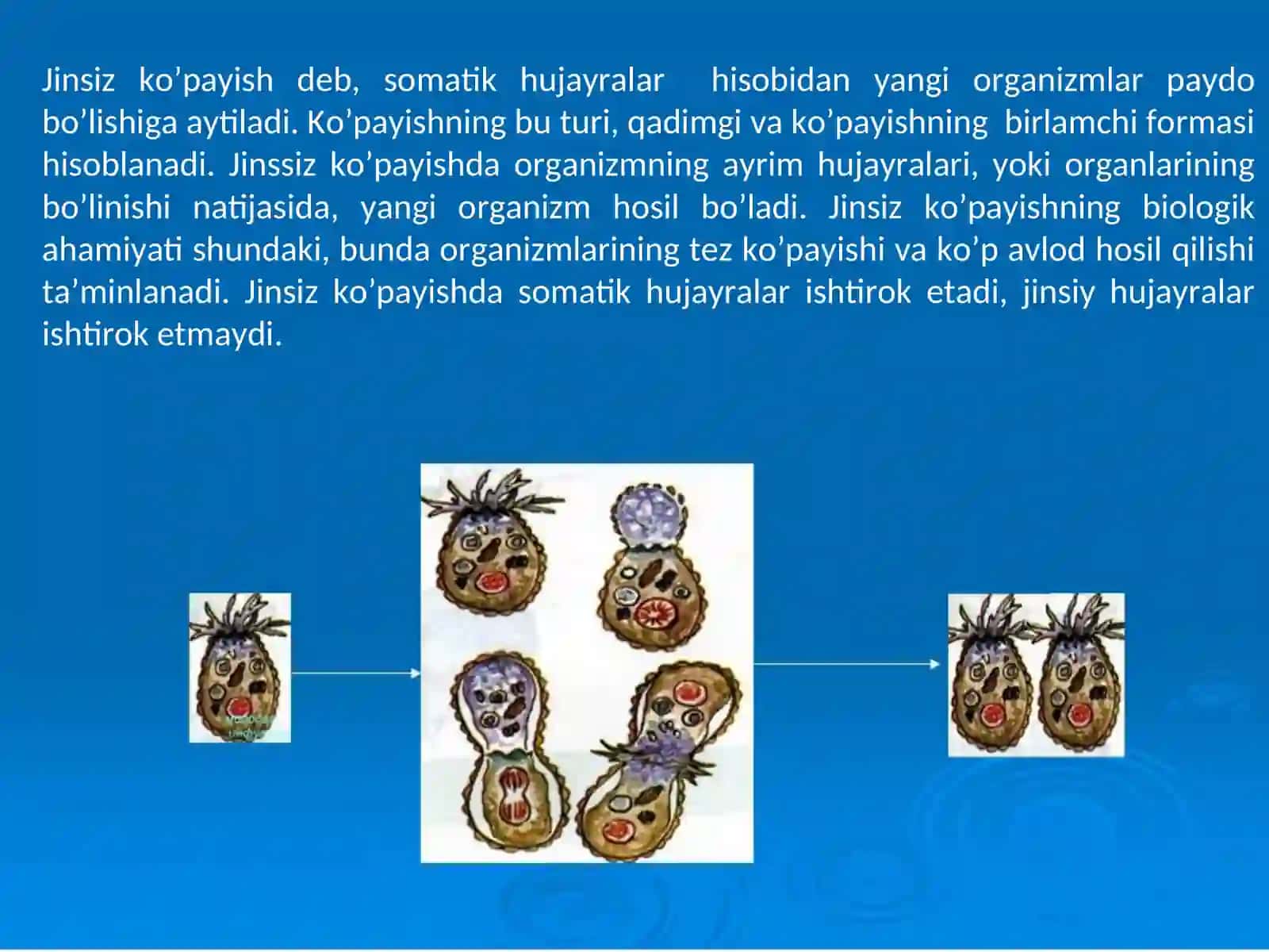 Embriologiya 4