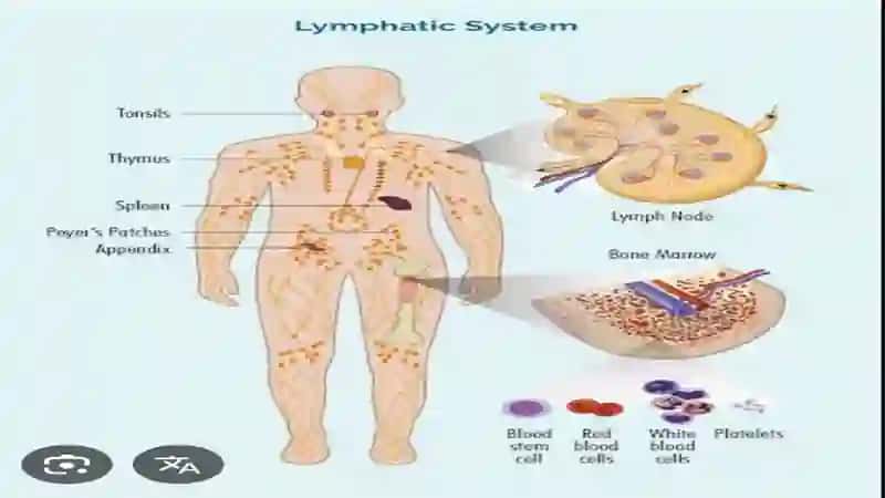 Limfa tizimining fizologiyasi 4