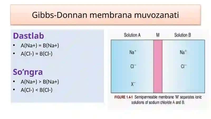 2. Fiziologiya (Membrana potensiali, Nerv tolasi) 4