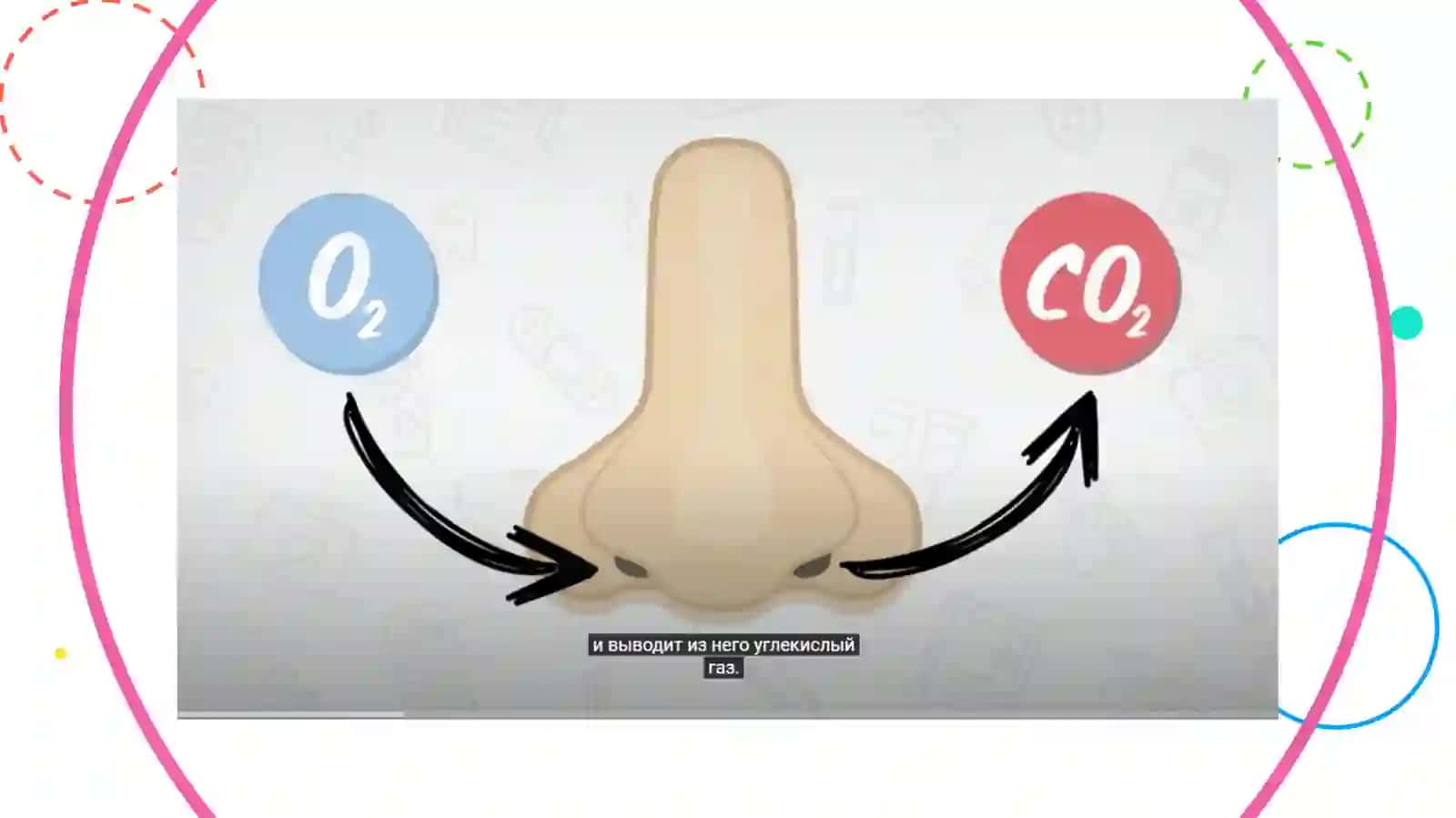 Systema respiratoria 4