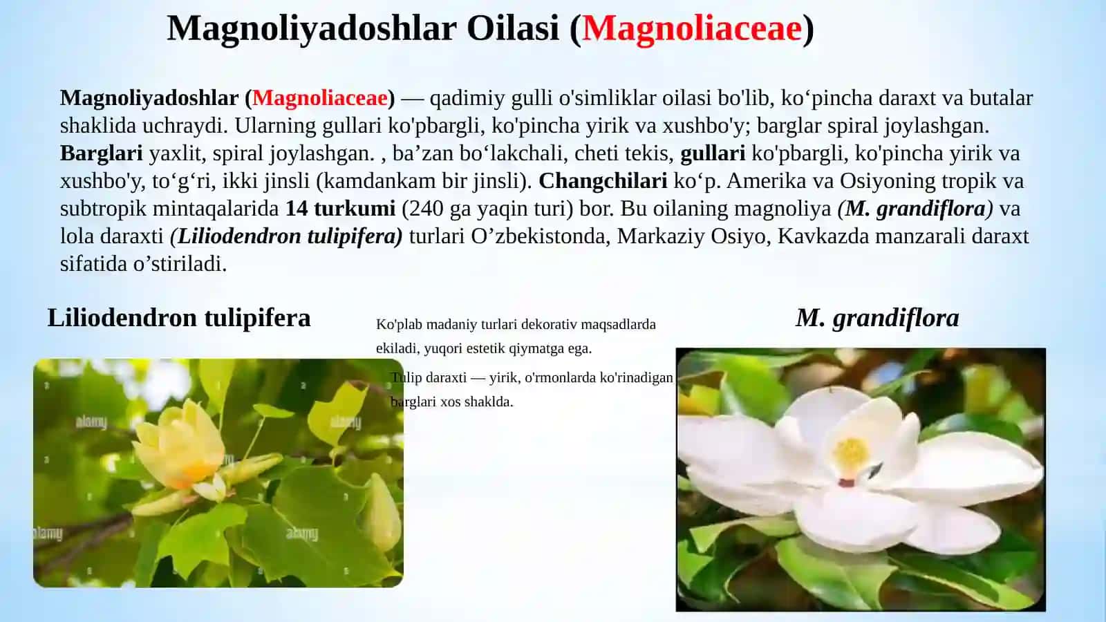 MagnoliyadoshlarvaKo'knordoshlarOilalari:Botanikva Sistematik Tahlil 4