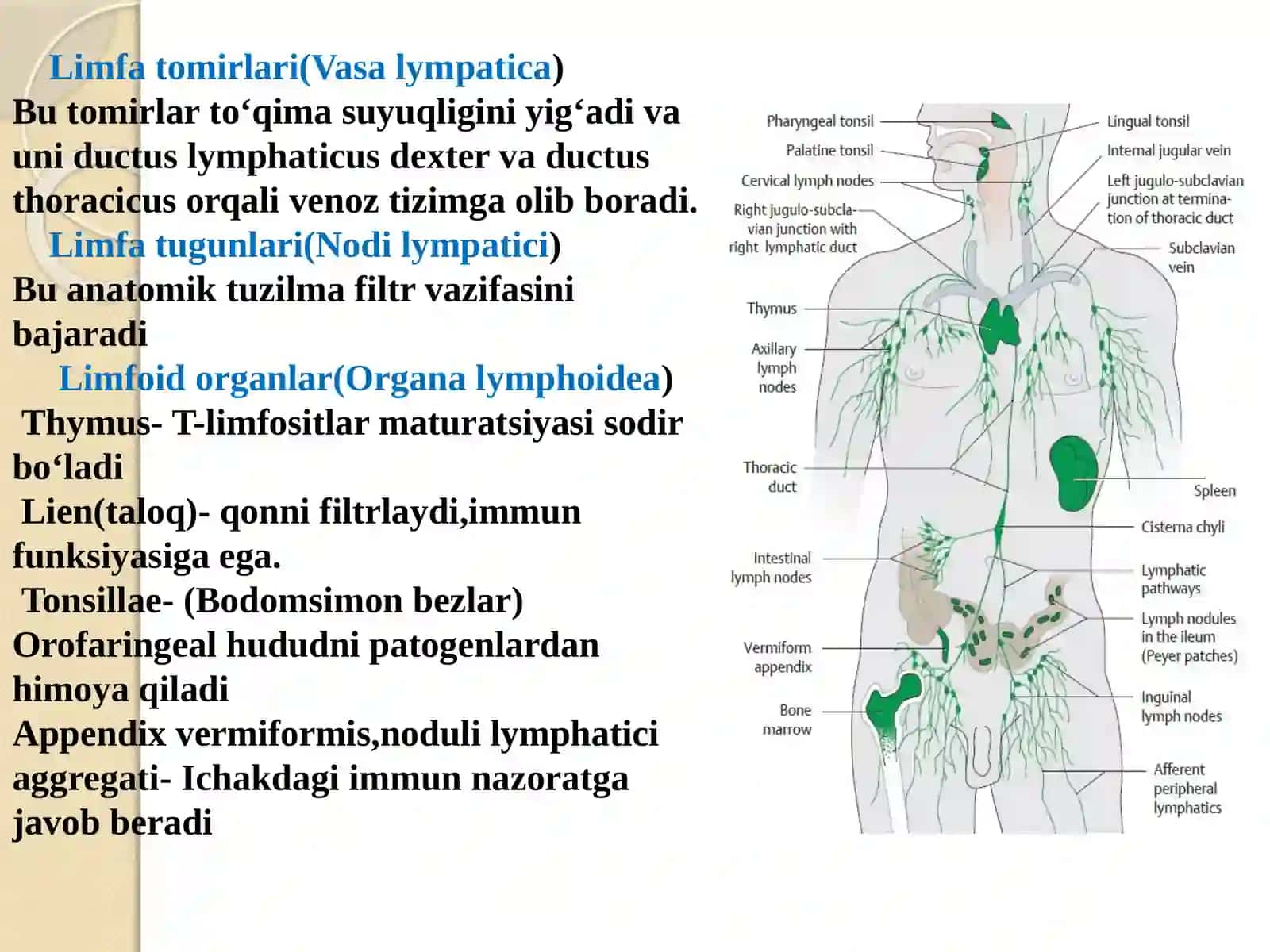Limfasistemasi 4