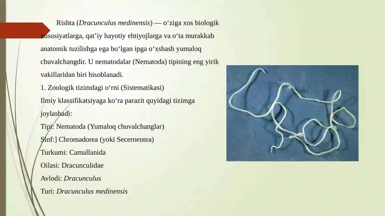 Rishta chuvalchangi (Dracunculus medinensis)ning biologiyasi, hayot sikli 4