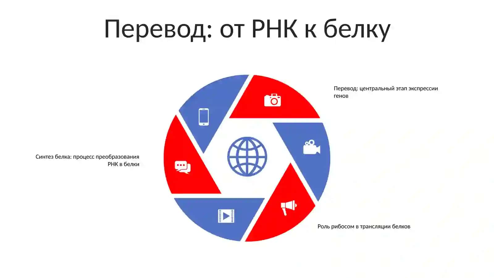 Биосинтез Белка 4