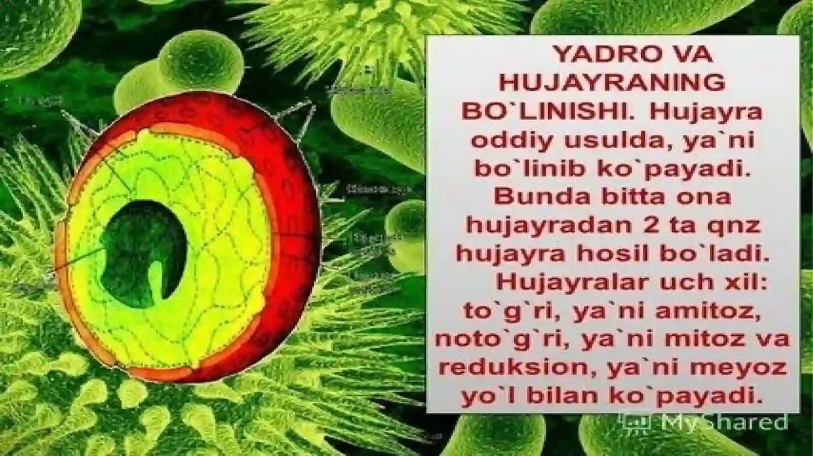 Hujayralarning mitotik va hayotiy skili 4