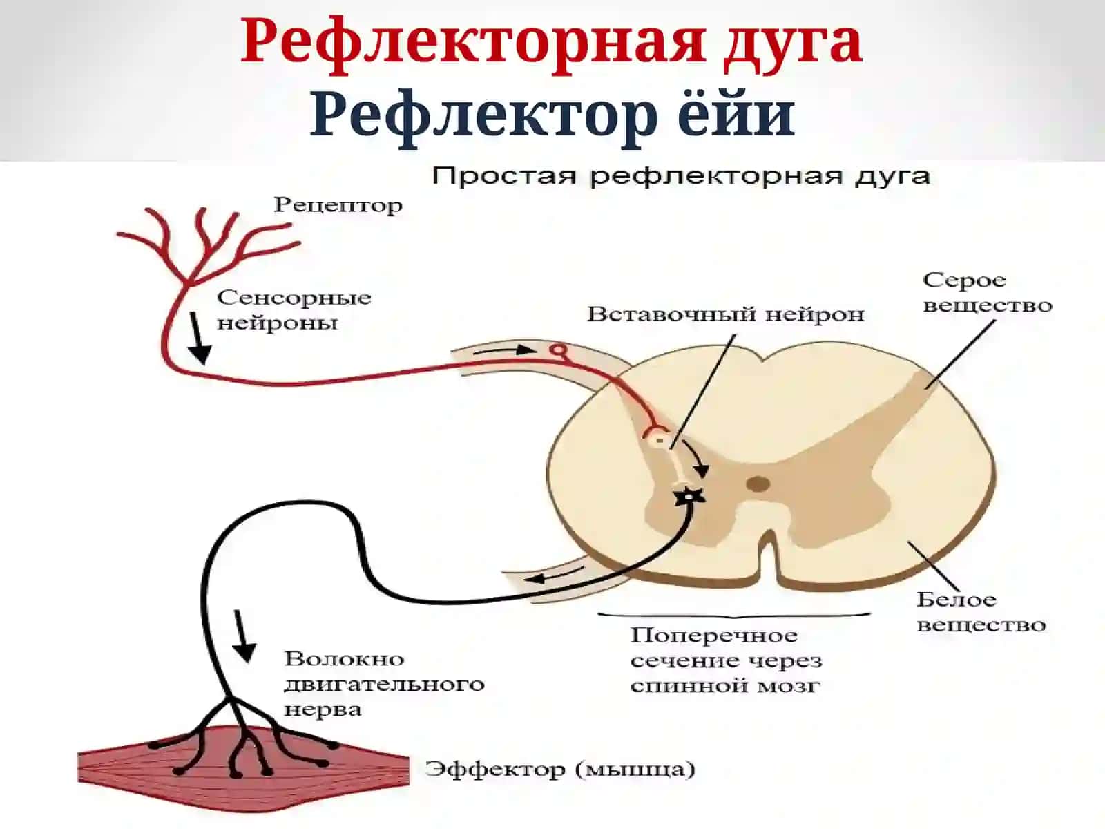 Функции ЦНС. Рефлексология 4