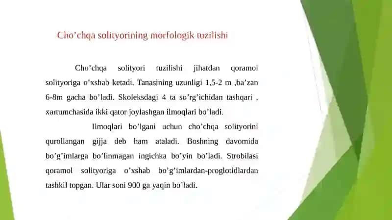 Cho’chqa solityori 4