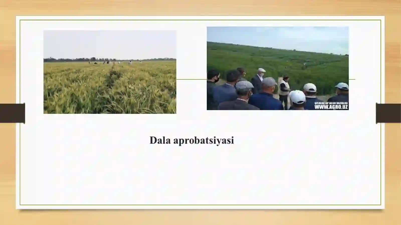 Urug’lik ekinzorlarida aprobatsiya o’tkazish 4