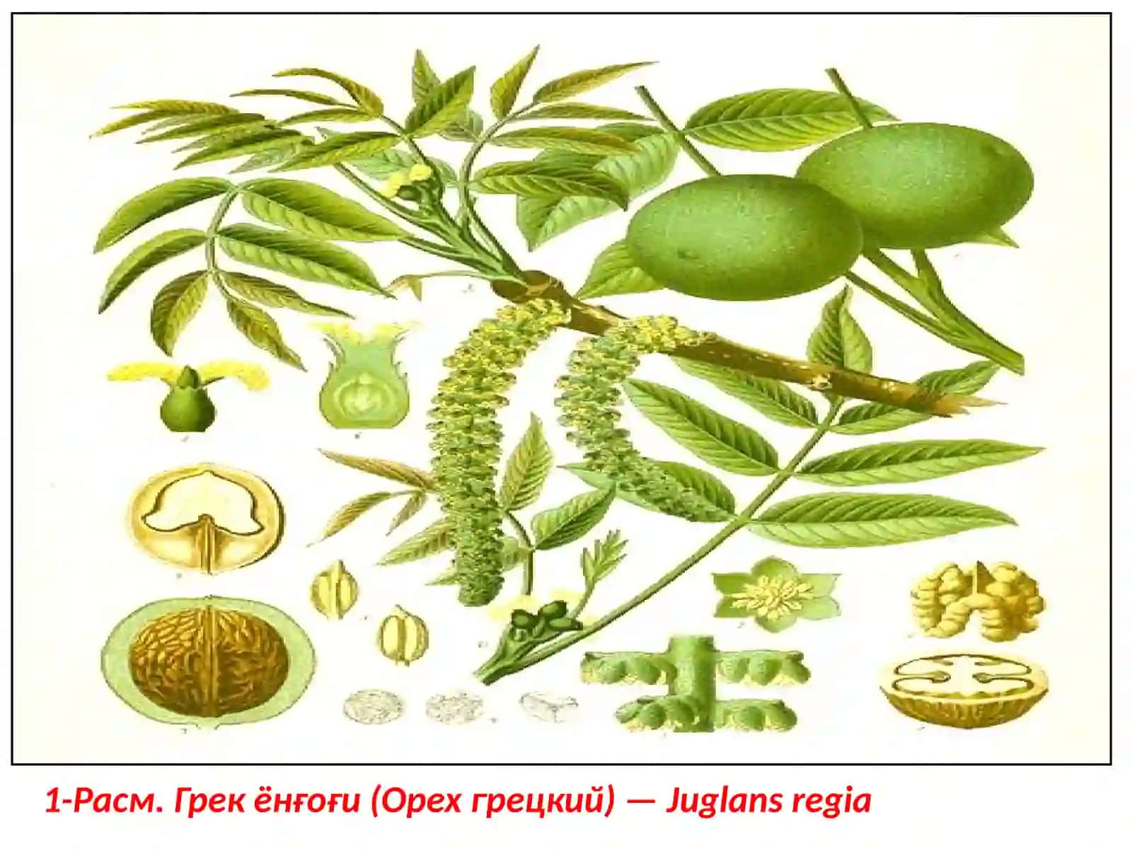 Грек ёнғоғи (Орех грецкий) 4