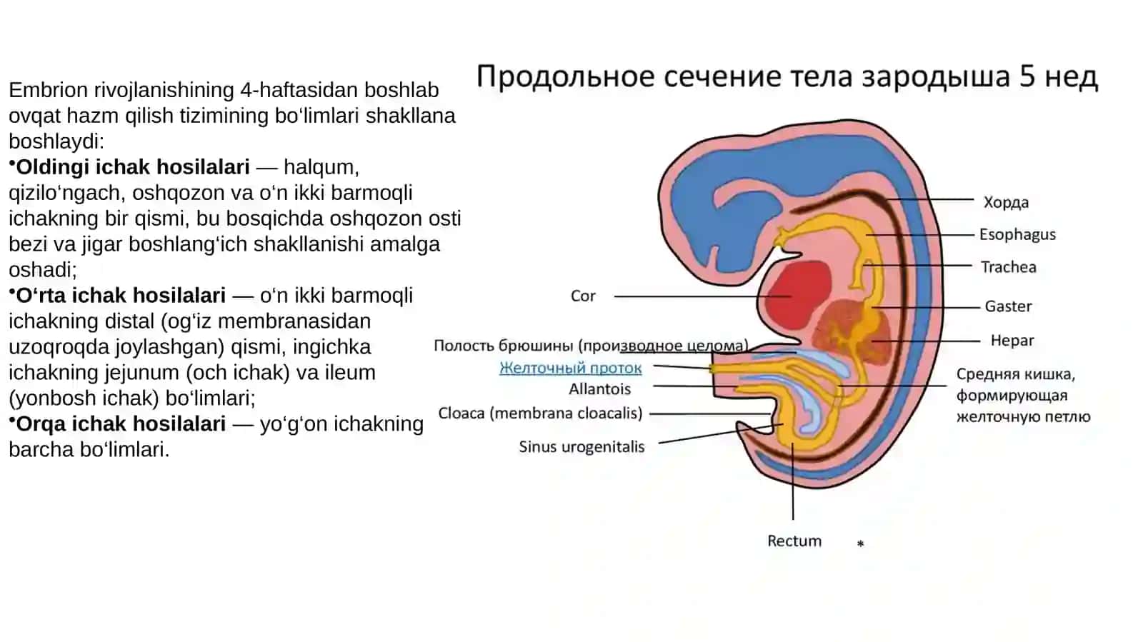 Splanxnologiyaga kirish. Ogʻiz boʻshligʻi. Til, soʻlak bezlari, yumshoq tanglay. Xalqum,Pirogov xalqasi 4