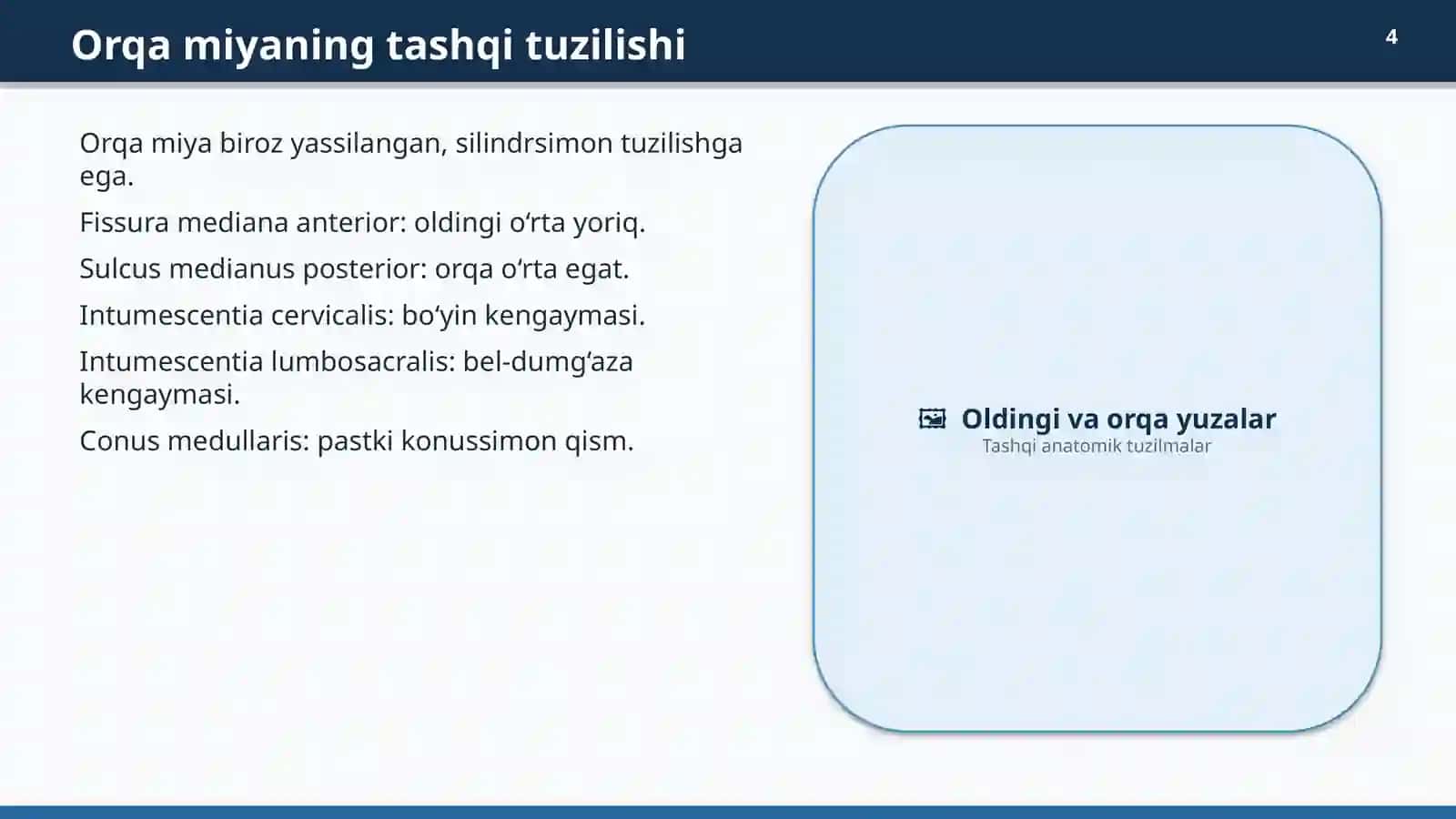 ORQA MIYAANATOMIYASI 4