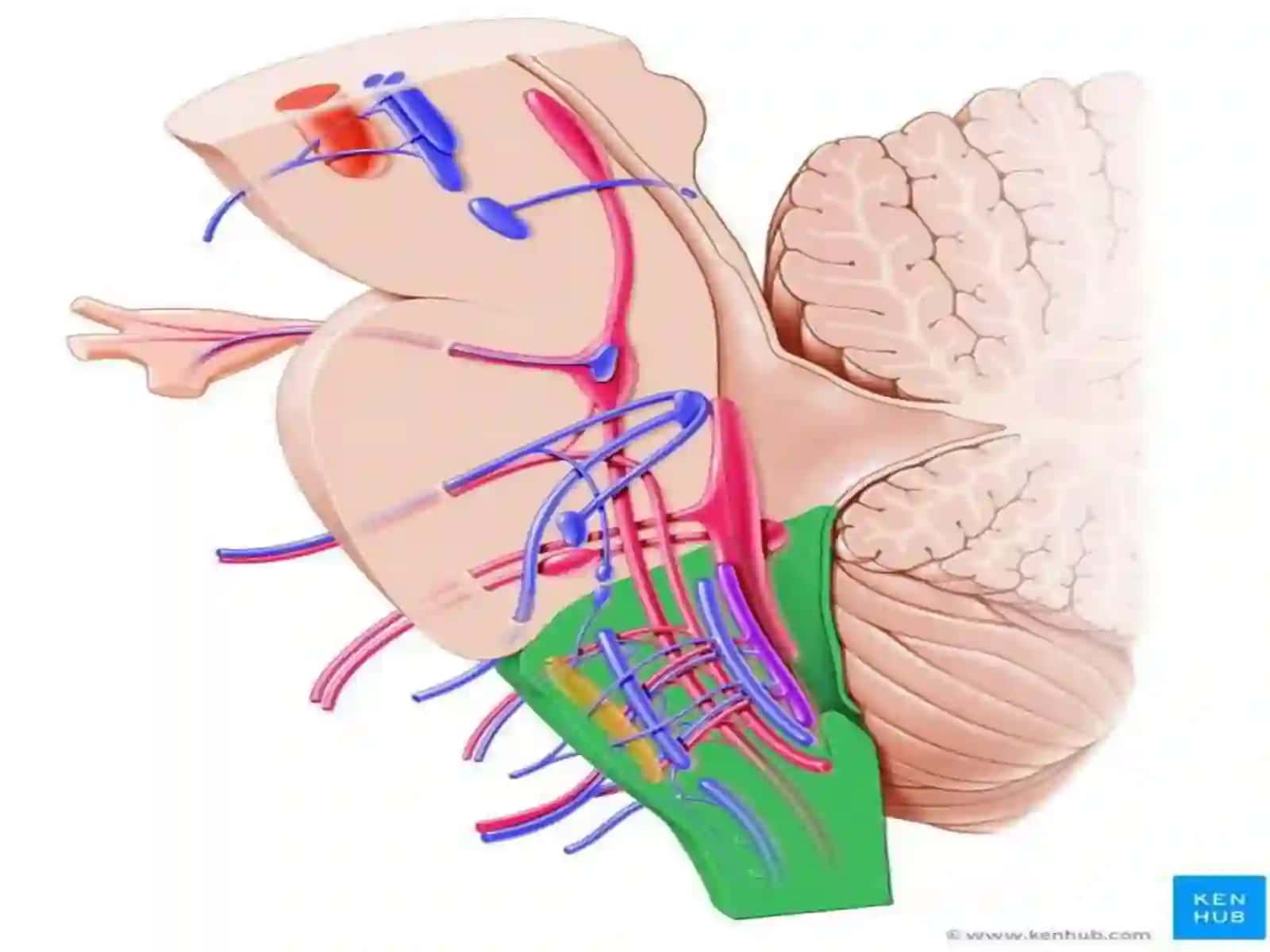 Neuroanatomiya 4