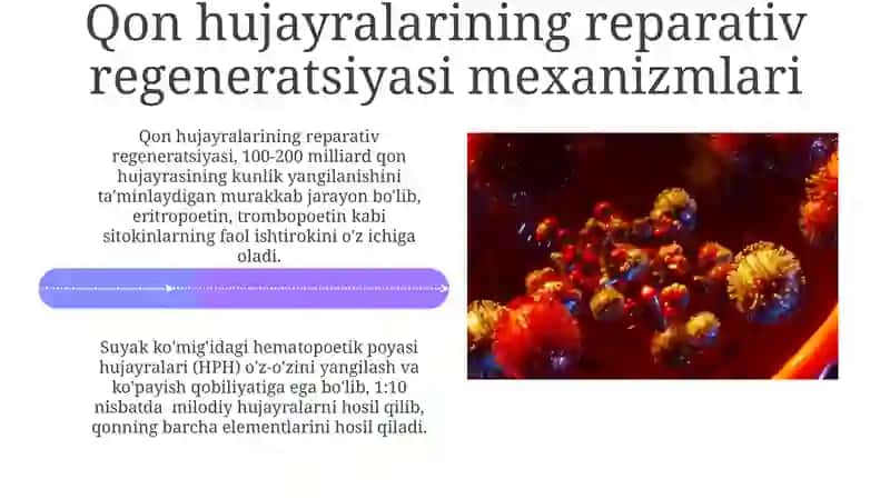 Qon hujayralarining fiziologik va reparativ regeneratsiya mexanizmi 4