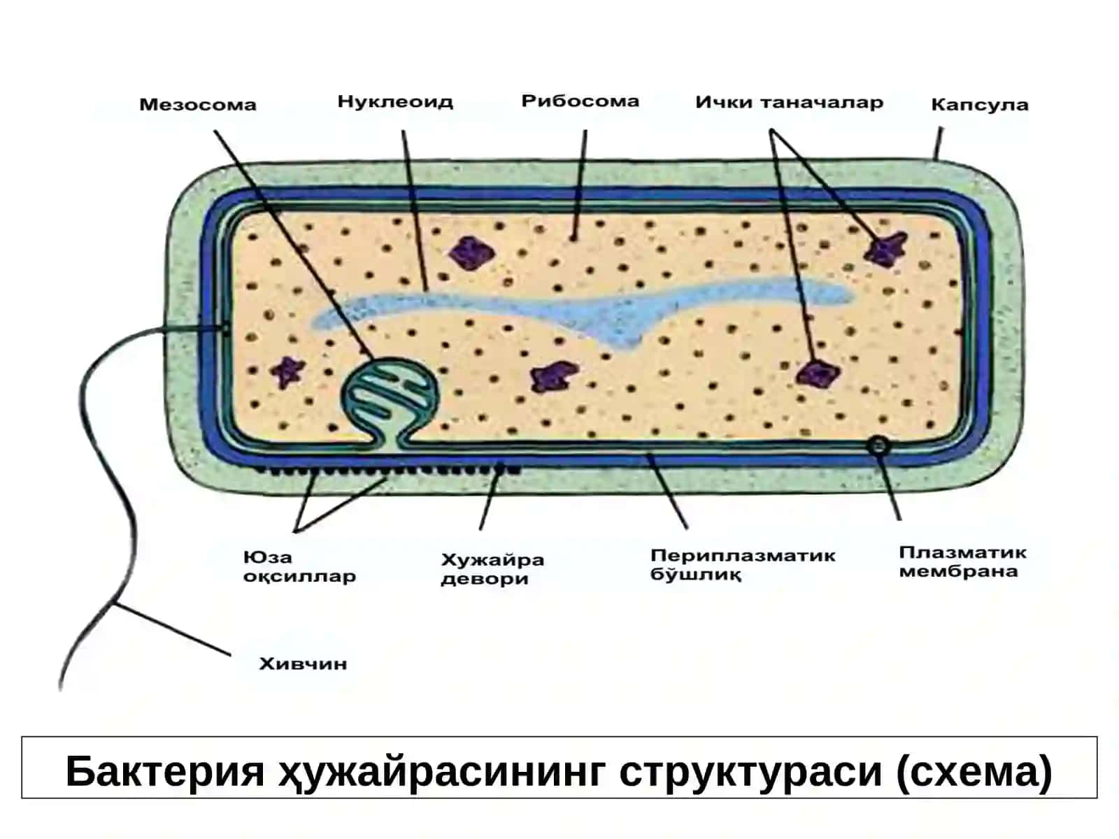 Бактерия хужайрасининг тузилиши ва химиявий таркиби, улчамлари 4