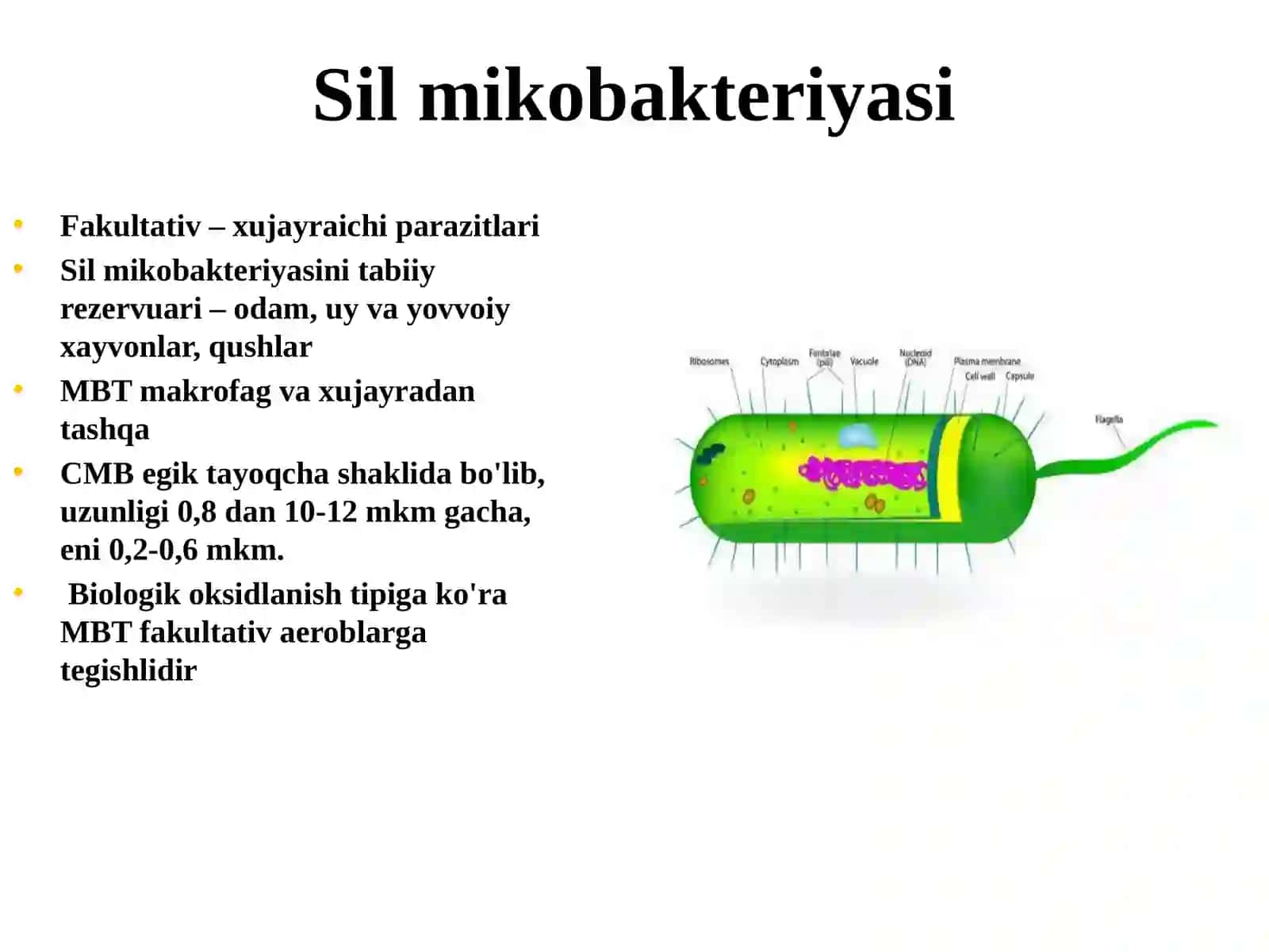 Silmikobakteriyasi (SMB) 4