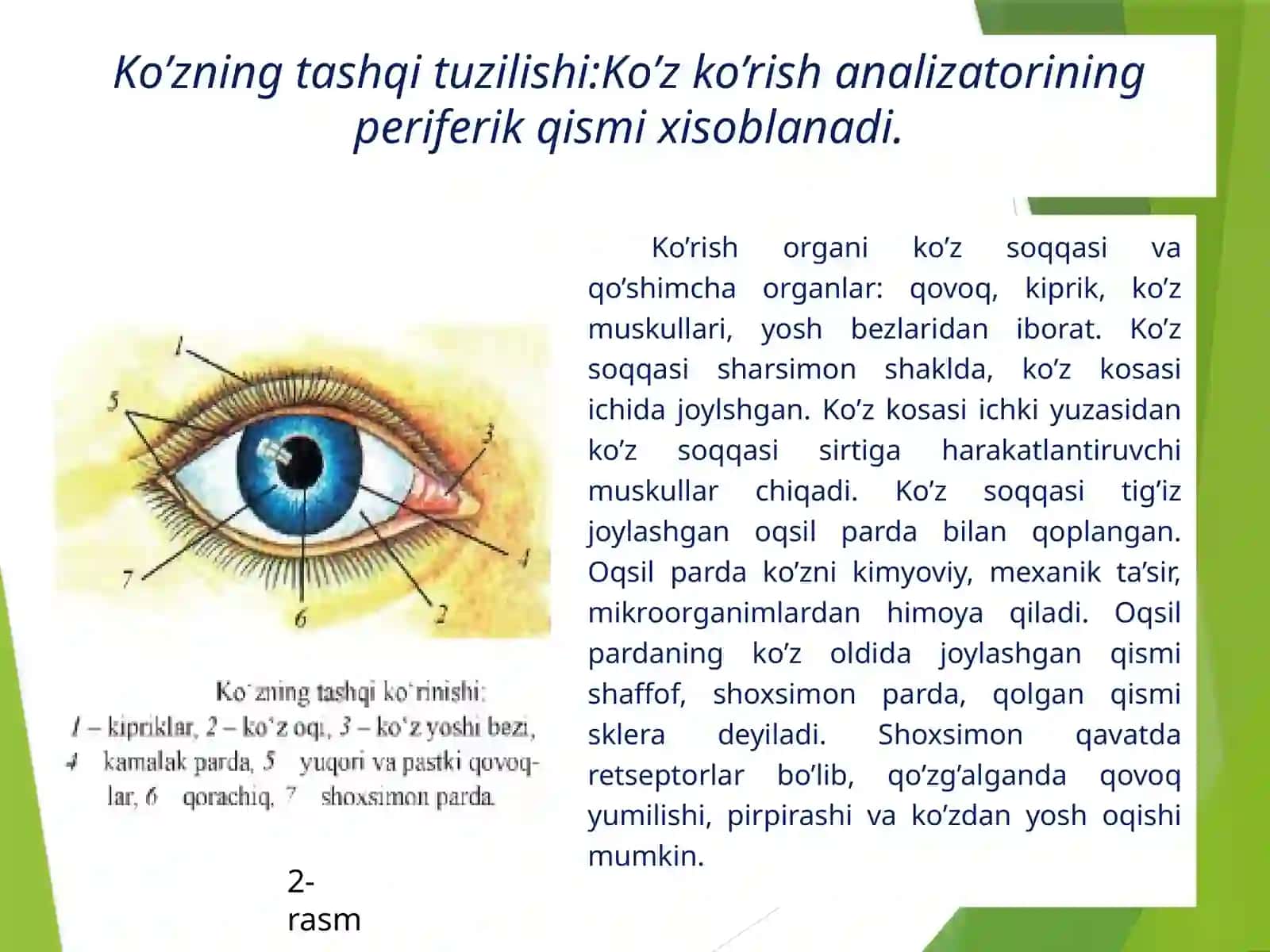 Ko’rish  analizatorlari 4