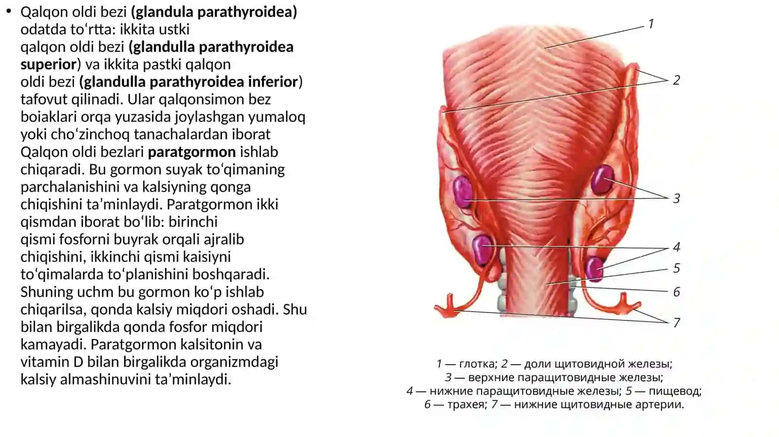 Ma'ruza-9.Endokrin bezlar. Gipofiz. Epifiz. Jinsiy bezlarning endokrin qismlari. Qalqonsimon, qalqon orqa va ayrisimon bezlar. Buyrak usti va me'da osti bezlari 4