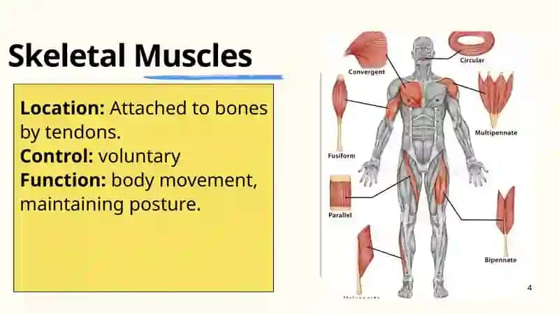 The Muscular system 4