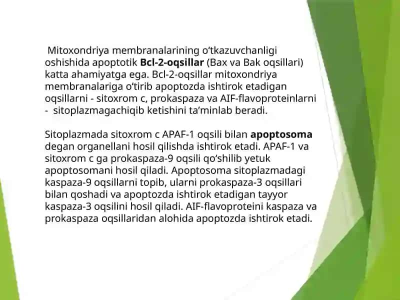 Apoptoz mexanizmi 4