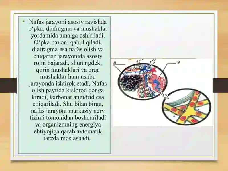 Ovoz hosil bo‘lishining akustik asoslarini yoritish 4