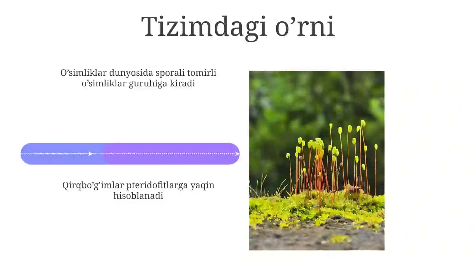 Qirqbo’g’imtoifalar(Equisetophyta)o’simliklarninghayotiysiklivavegetativko’payishsikli 4