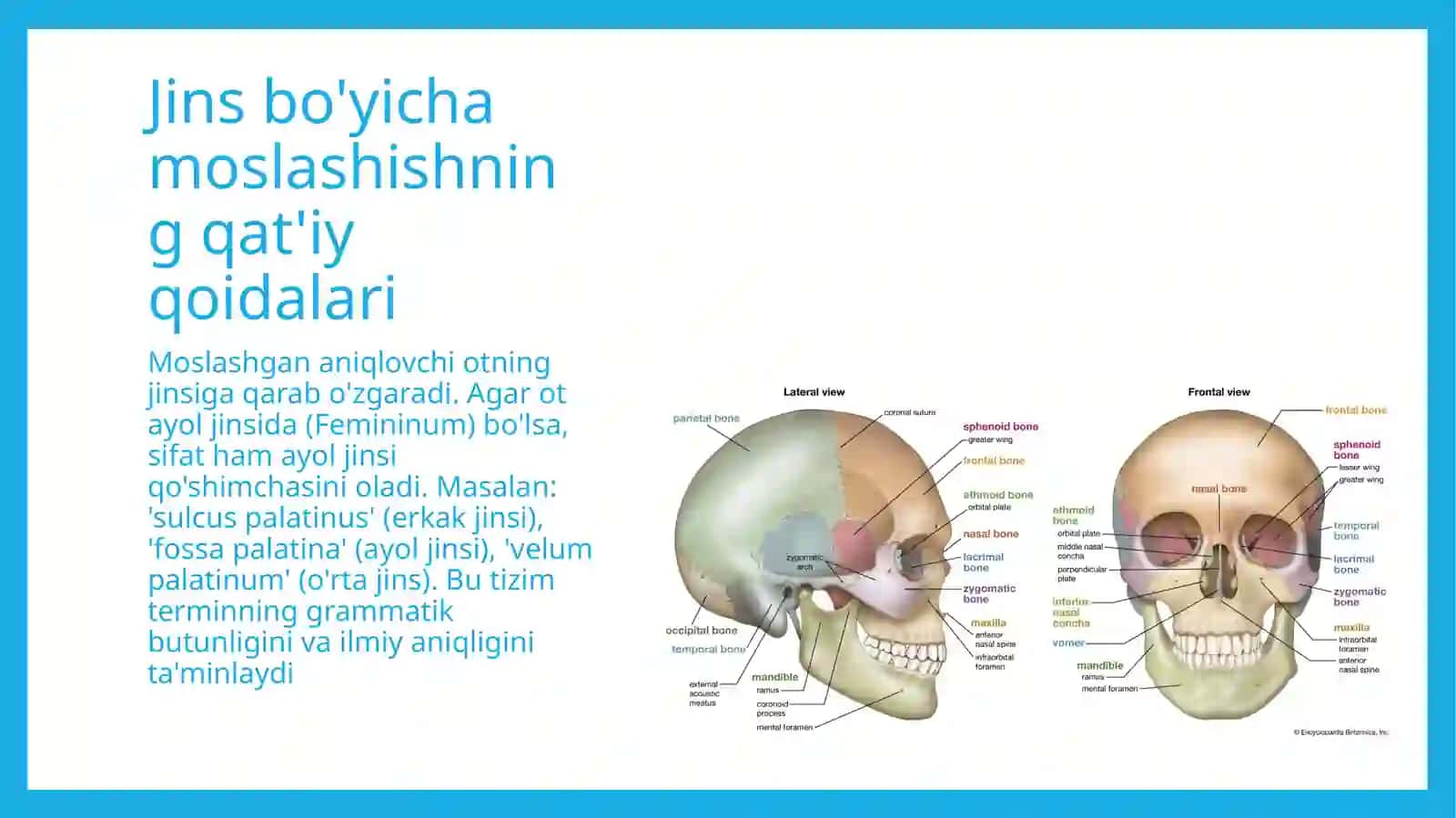 Lotintilivaterminalogiya 4