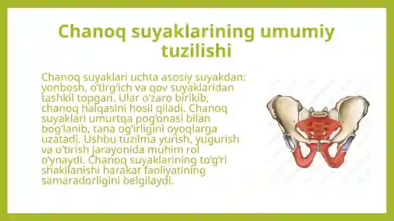 Chanoq va oyoq suyaklarining yoshga nisbatan xususiyatlari. Sport va mehnat faoliyatini chanoq va oyoq suyaklariga ta'siri, rivojlanish nuqsonlari. 4